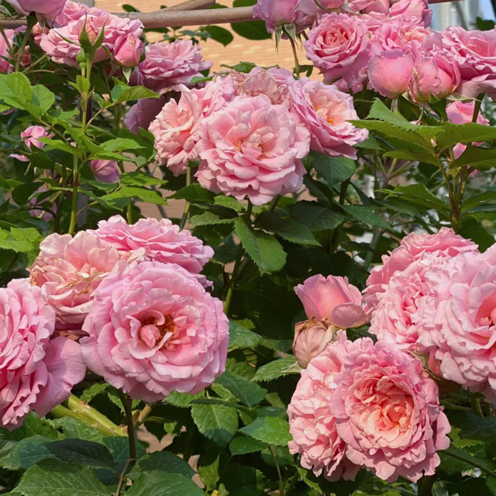 French Florist Climbing Rose Inspired by Bienvenue