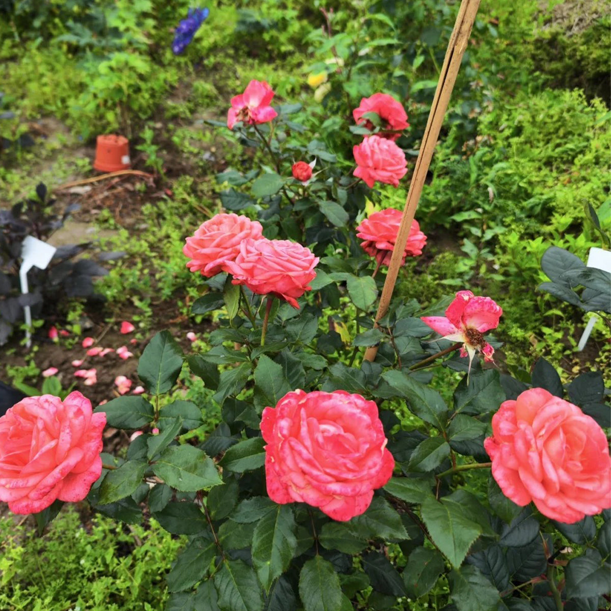 Bijou Corail French Florist Shrub Rose