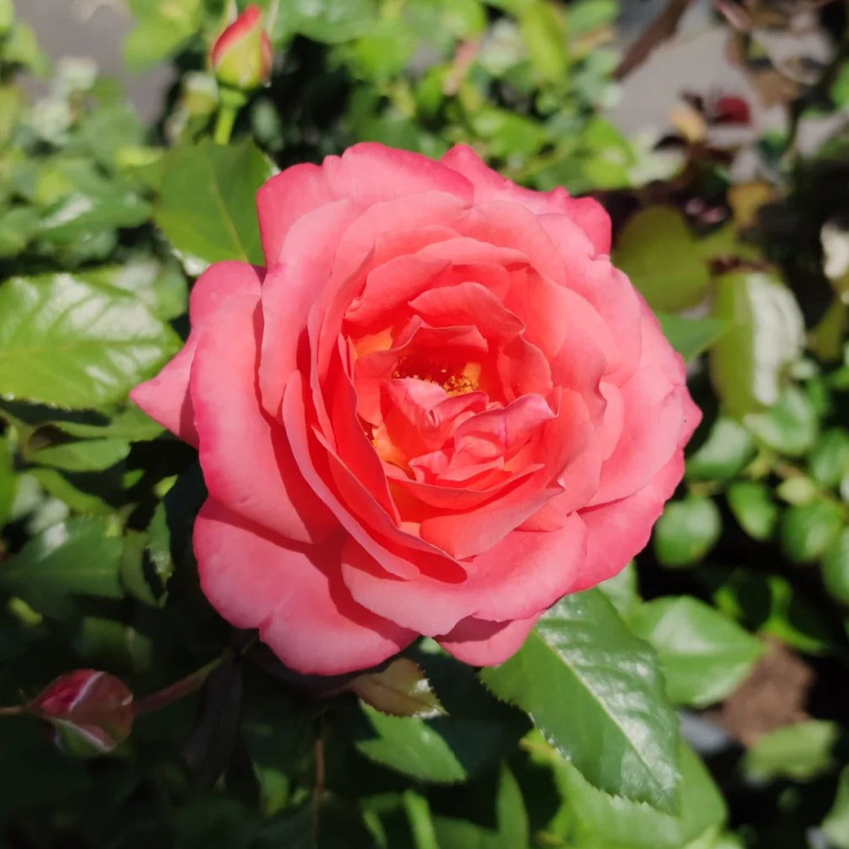 Bijou Corail French Florist Shrub Rose