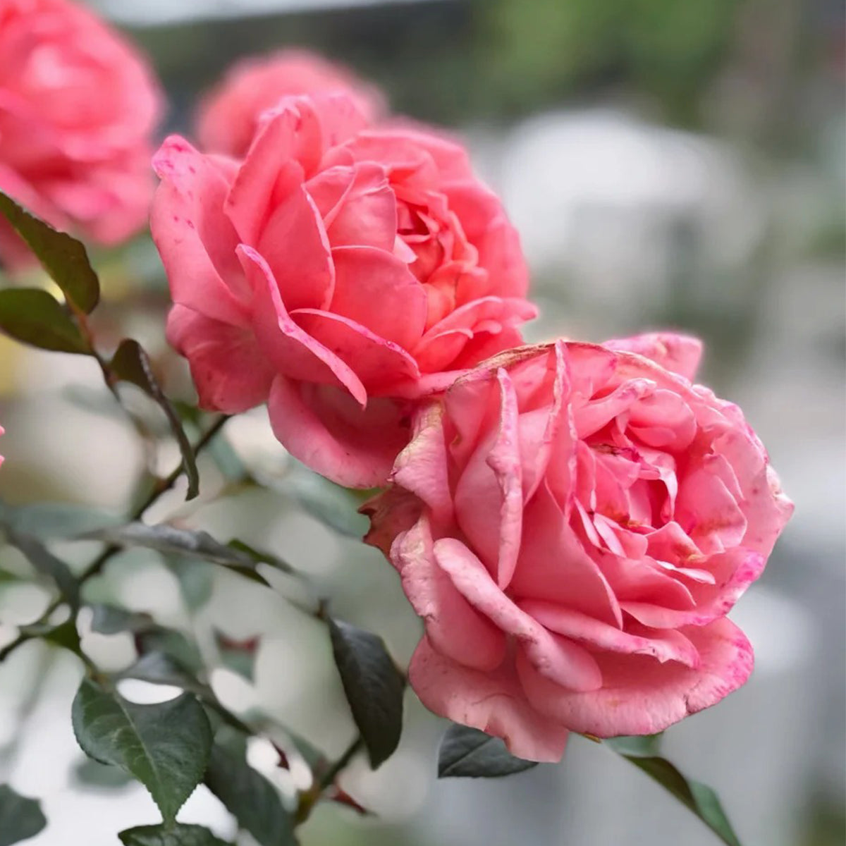 Bijou Corail French Florist Shrub Rose