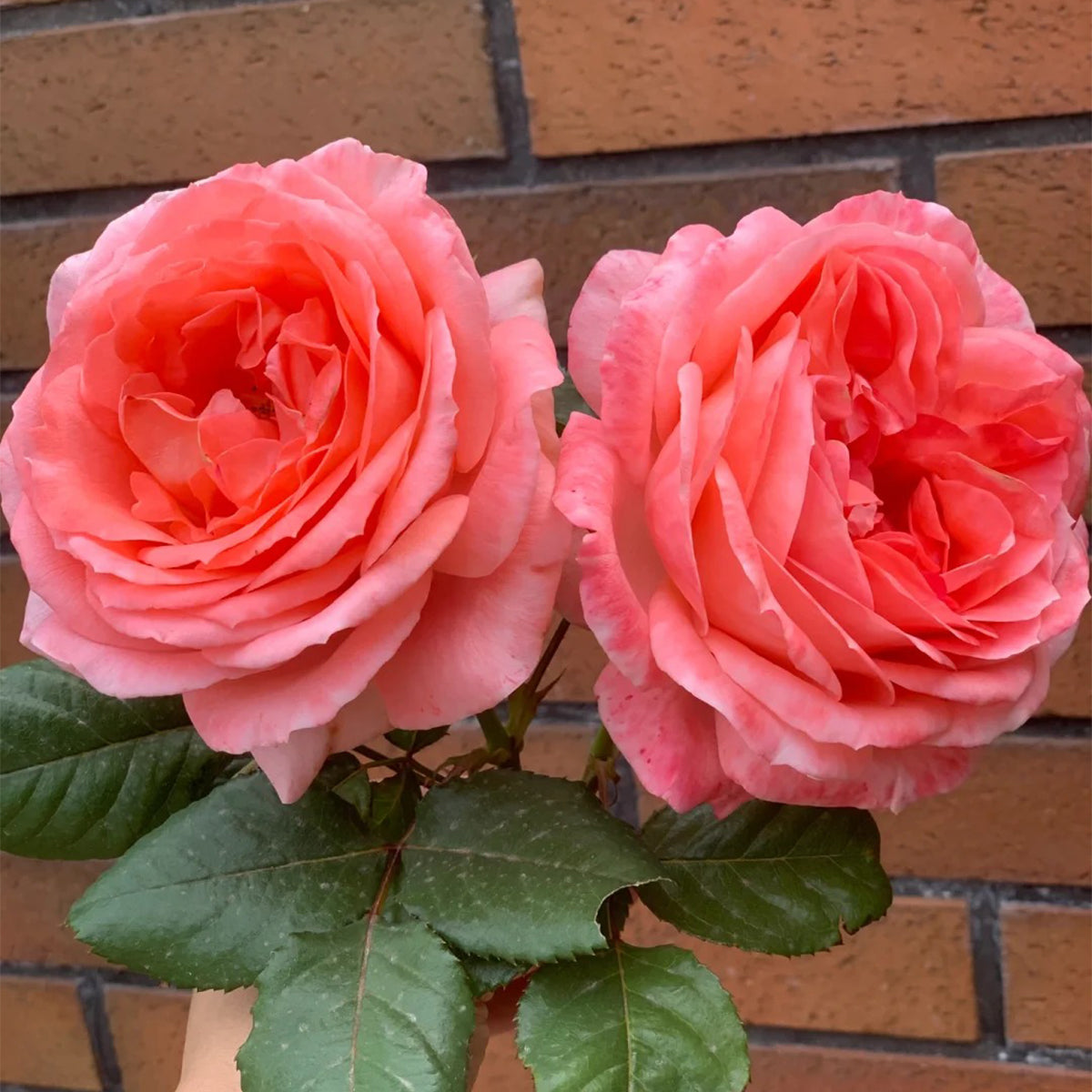Bijou Corail French Florist Shrub Rose