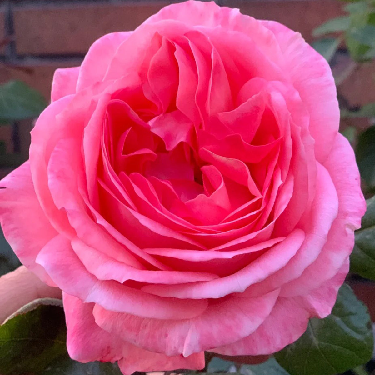 Bijou Corail French Florist Shrub Rose