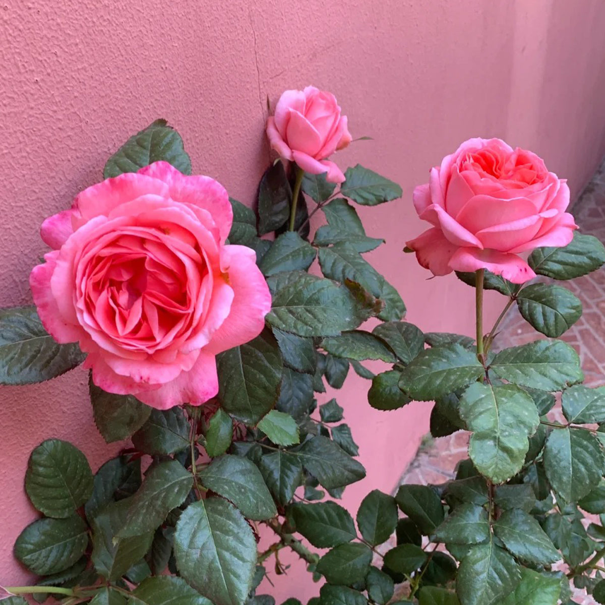 Bijou Corail French Florist Shrub Rose