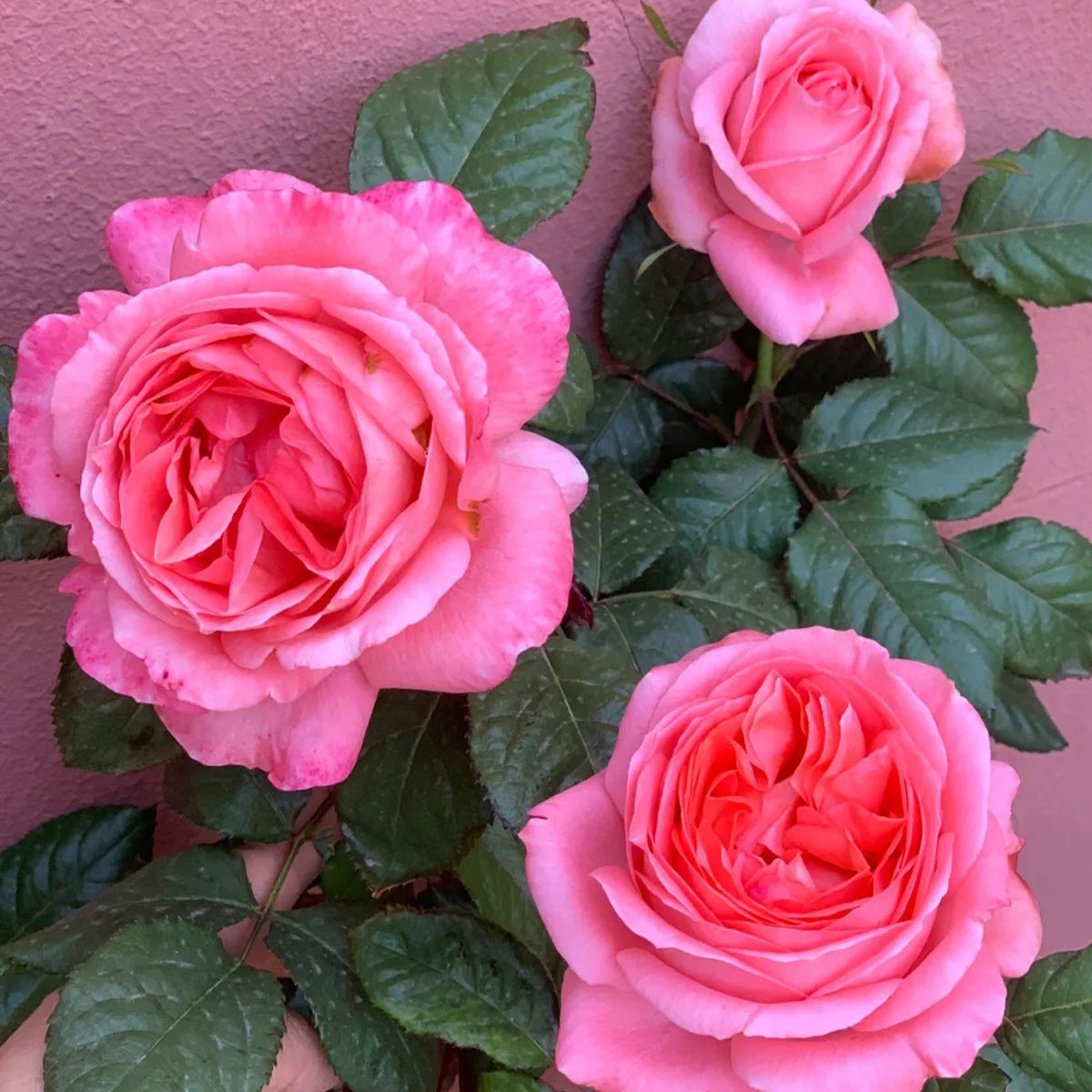 Bijou Corail French Florist Shrub Rose