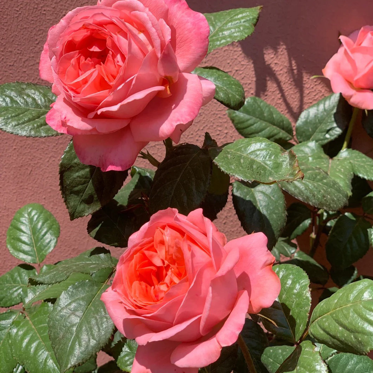 Bijou Corail French Florist Shrub Rose