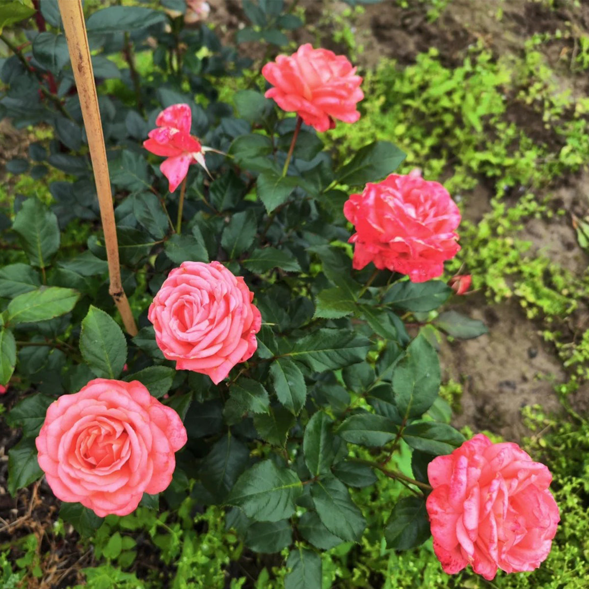 Bijou Corail French Florist Shrub Rose