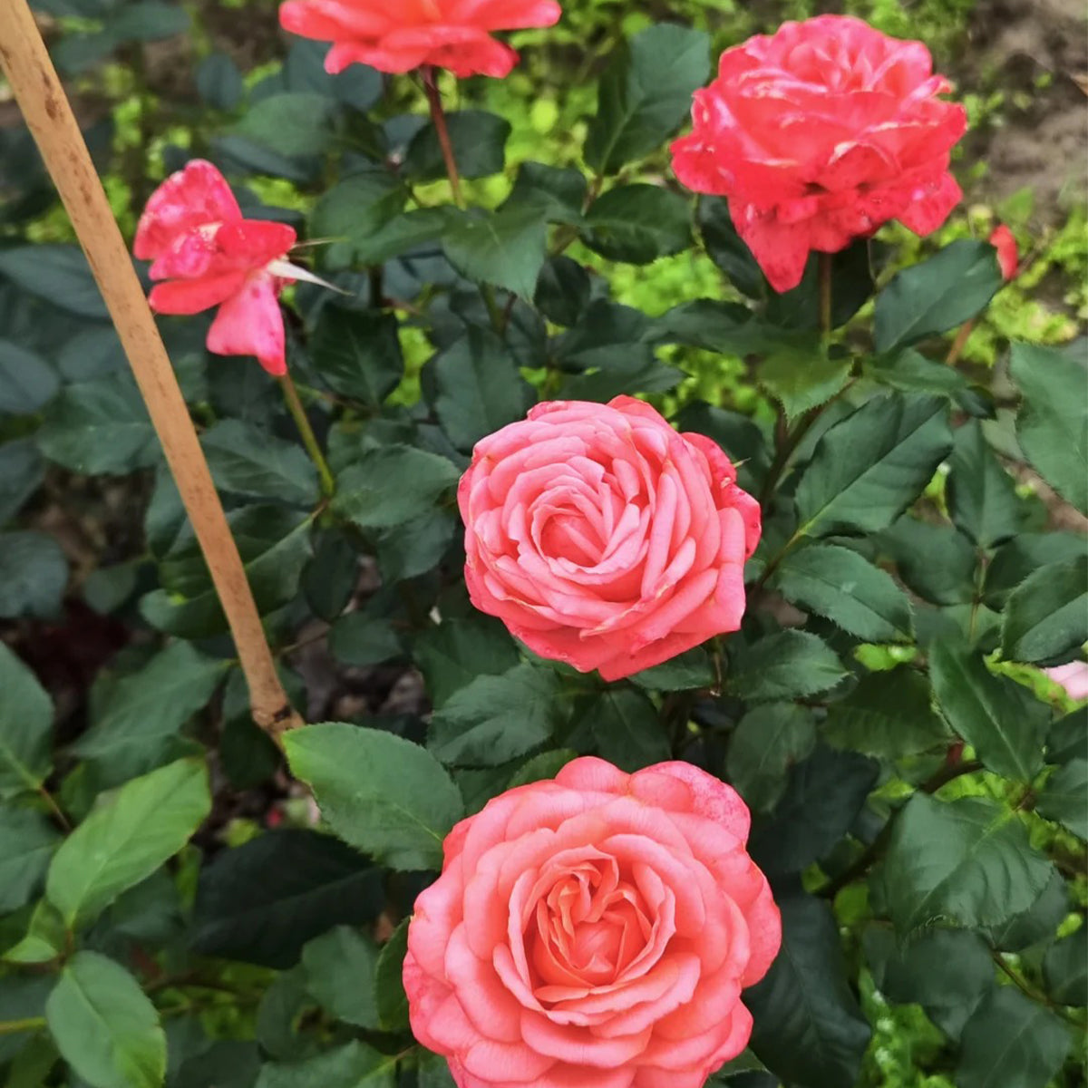 Bijou Corail French Florist Shrub Rose