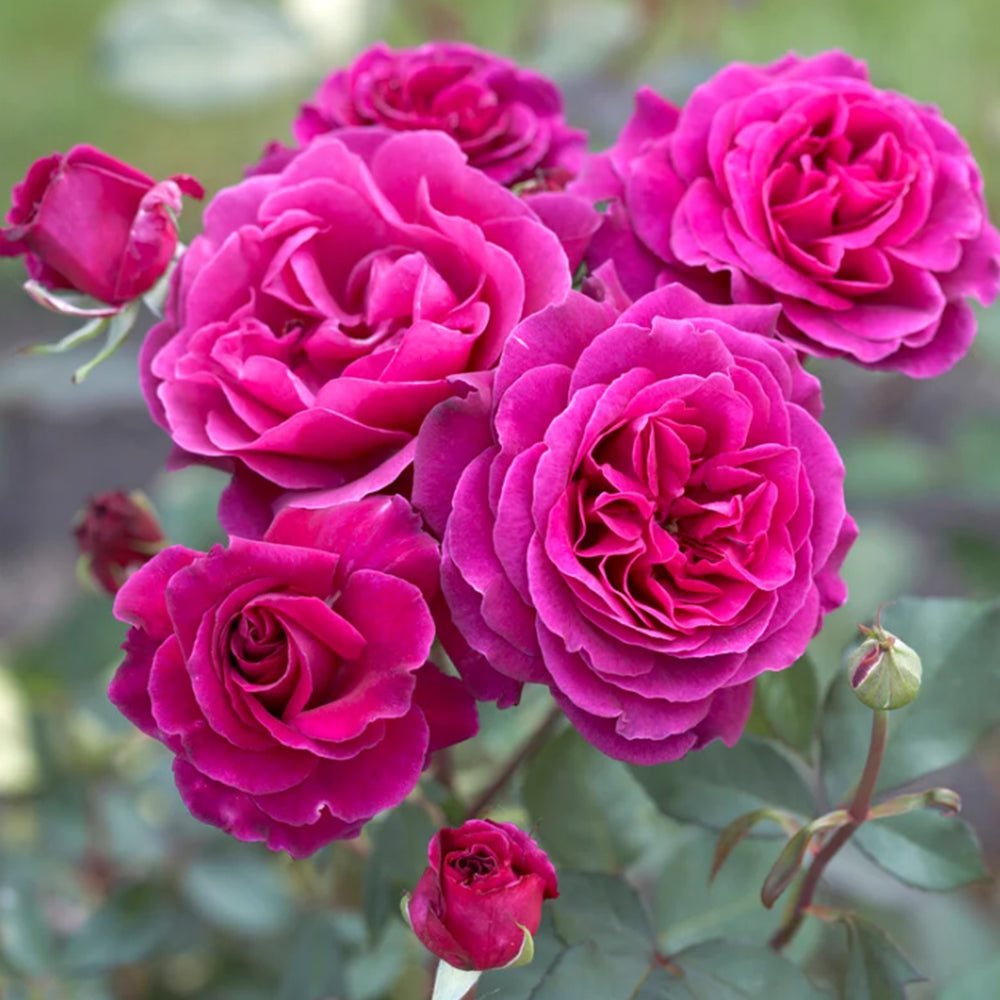 Blackberry Nip New Zealand Garden Hybrid Tea Rose
