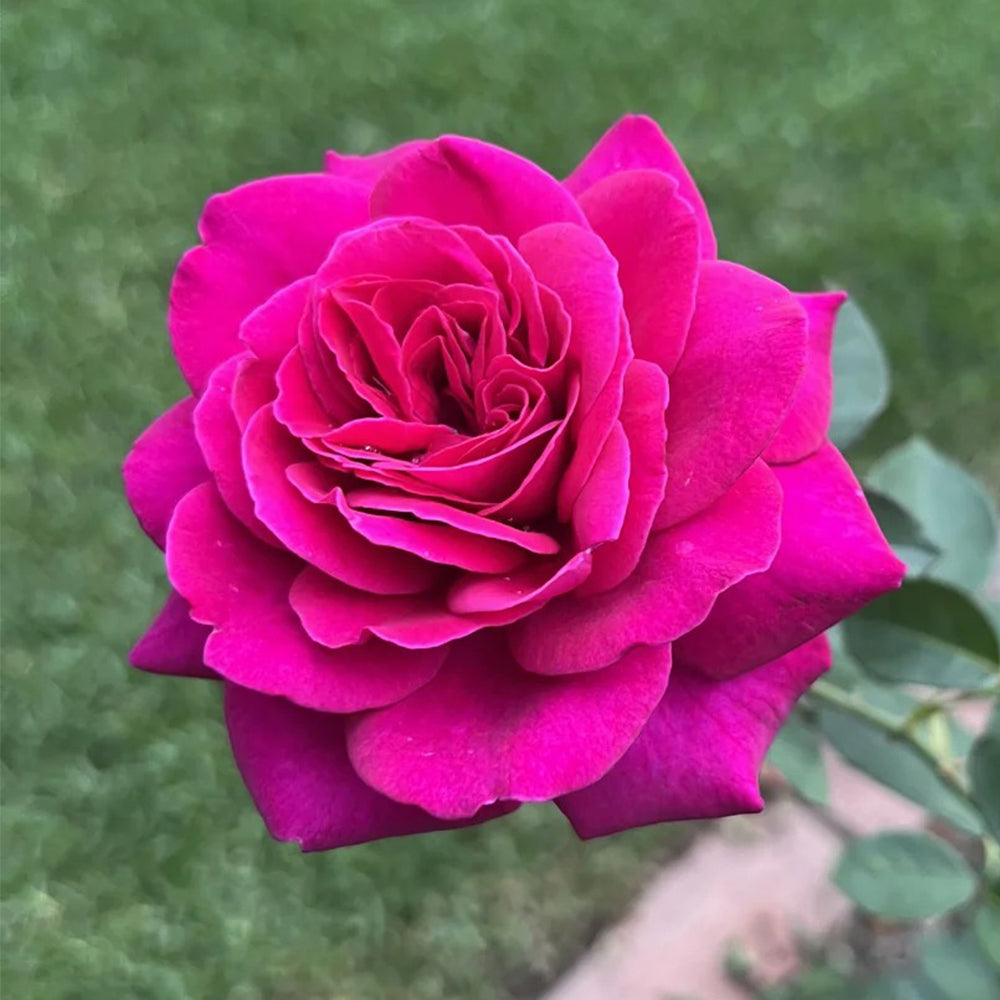 Blackberry Nip New Zealand Garden Hybrid Tea Rose