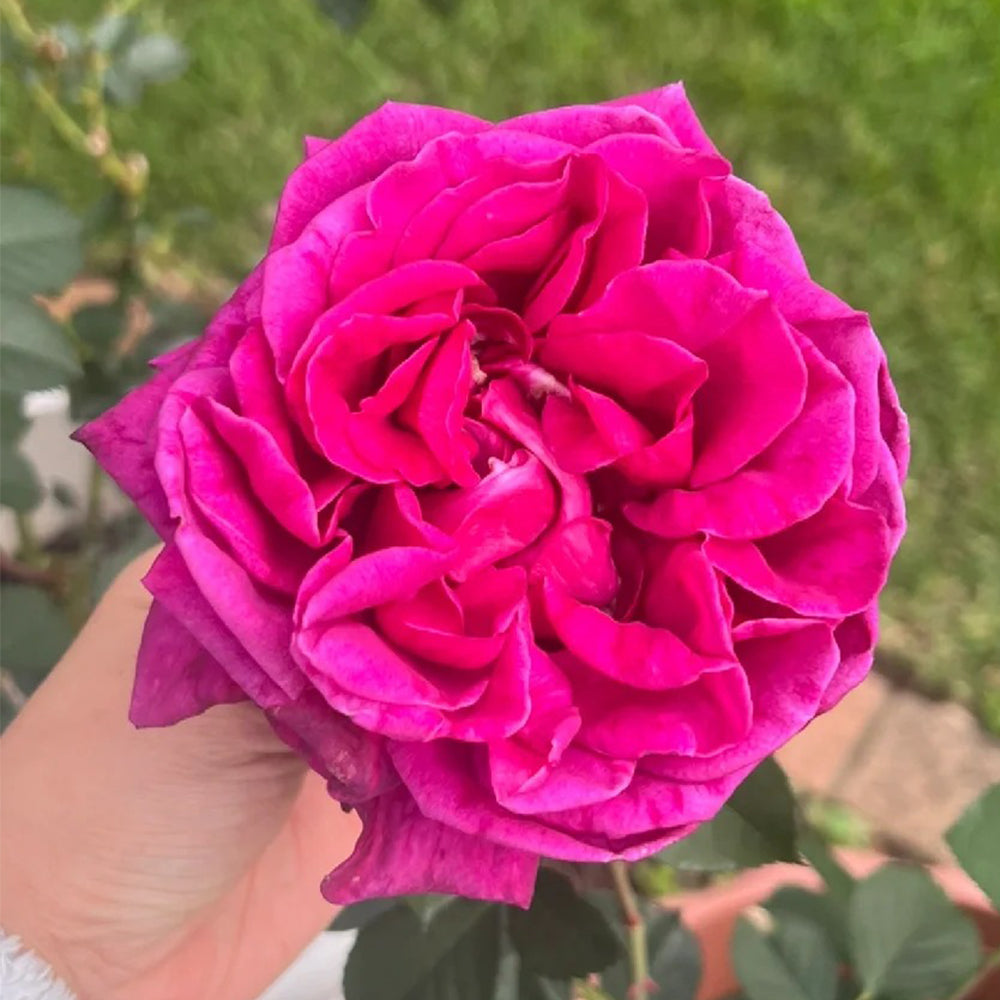 Blackberry Nip New Zealand Garden Hybrid Tea Rose