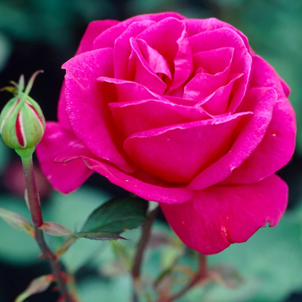 Blackberry Nip New Zealand Garden Hybrid Tea Rose