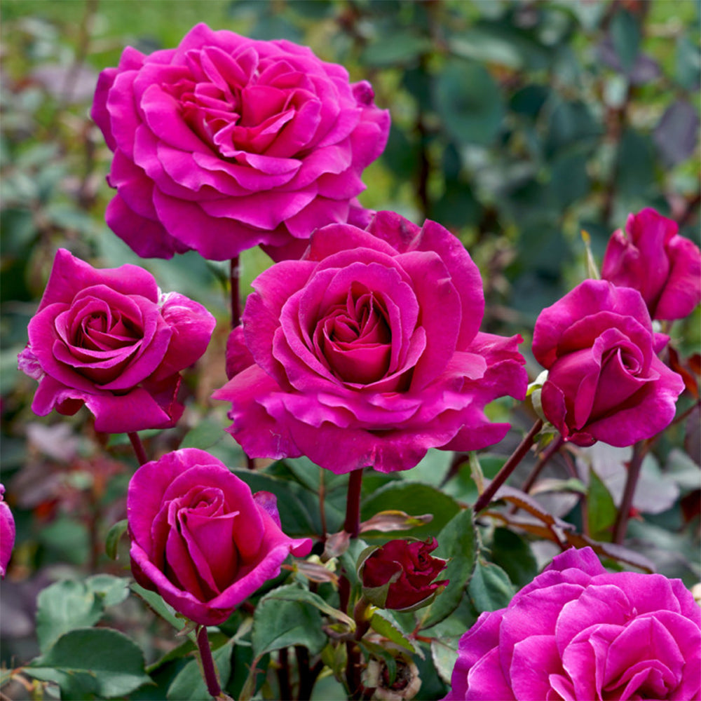 Blackberry Nip New Zealand Garden Hybrid Tea Rose