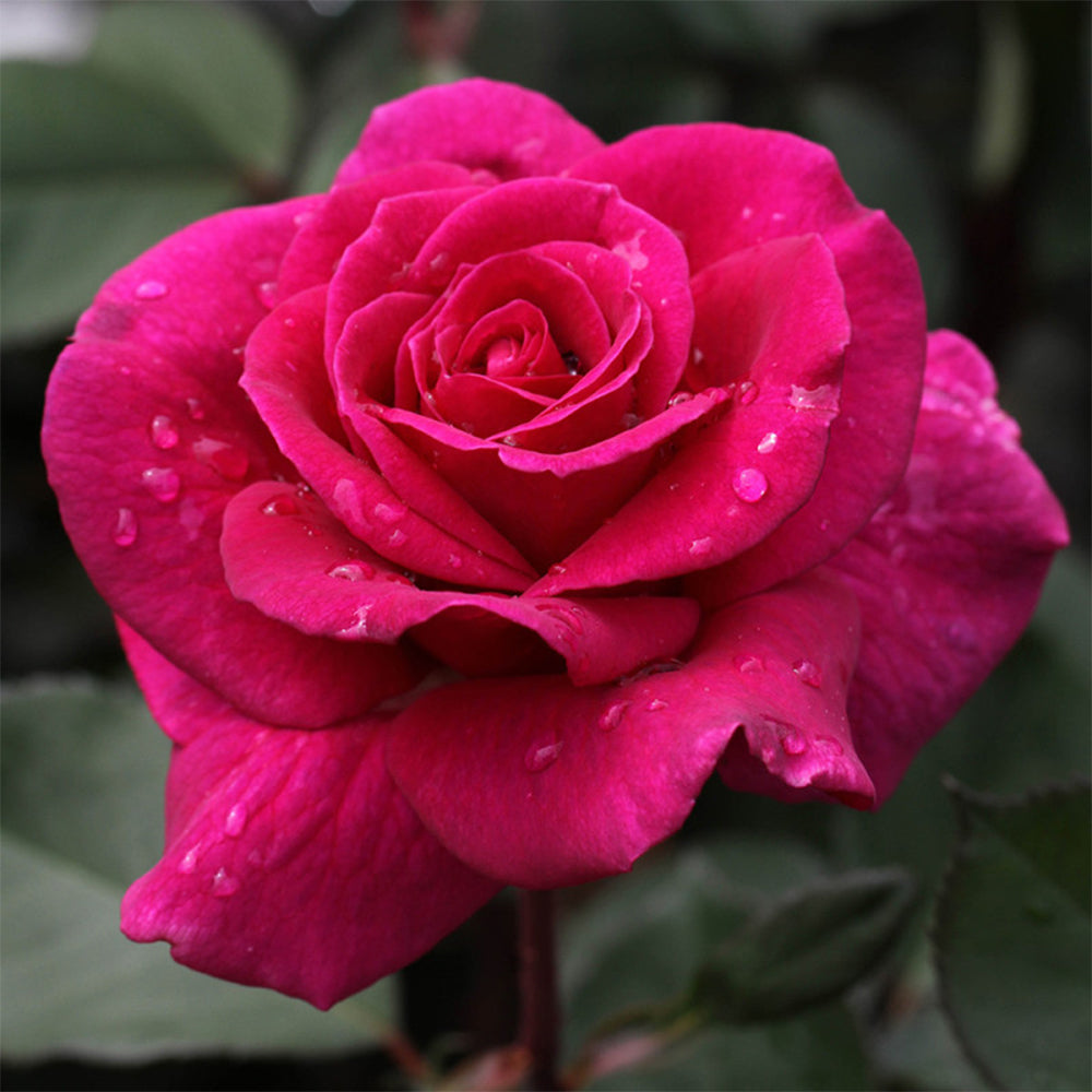 Blackberry Nip New Zealand Garden Hybrid Tea Rose