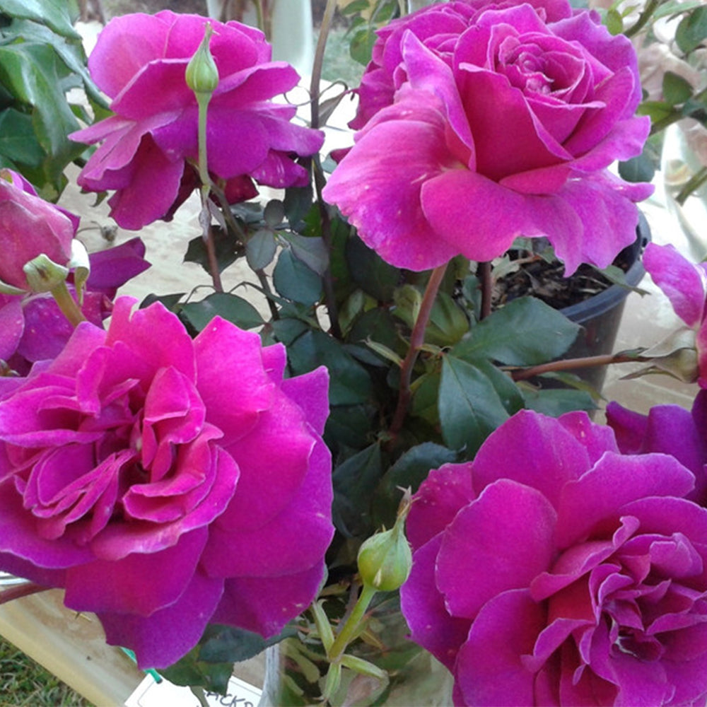 Blackberry Nip New Zealand Garden Hybrid Tea Rose