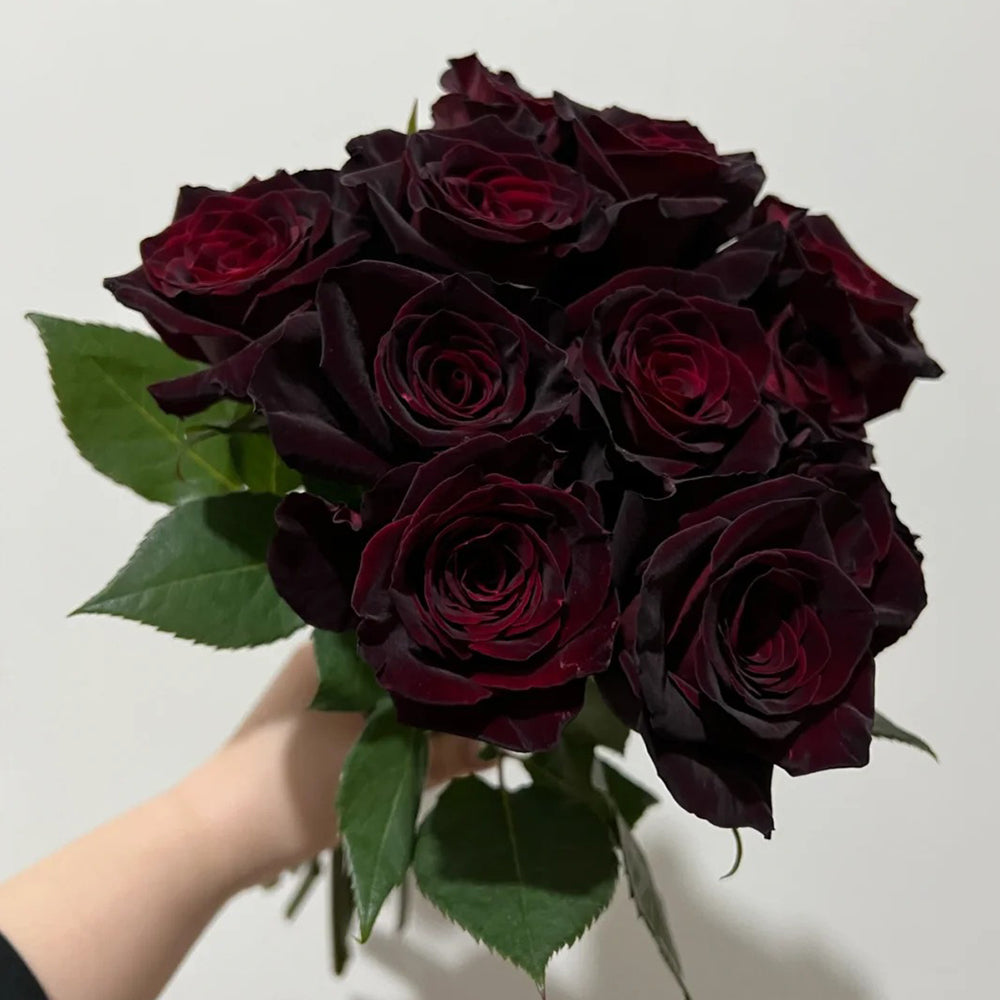 Black Baccara French Florist Shrub Rose