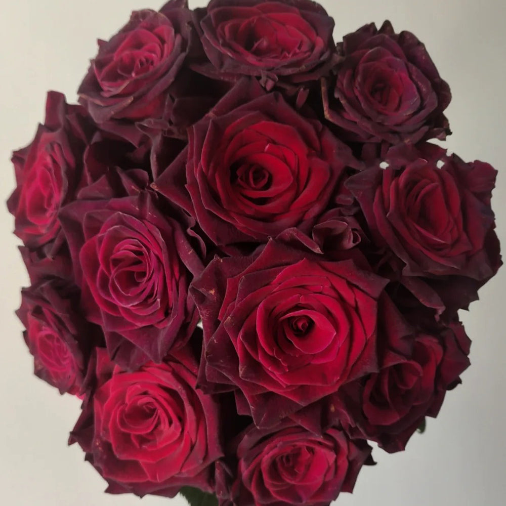 Black Baccara French Florist Shrub Rose