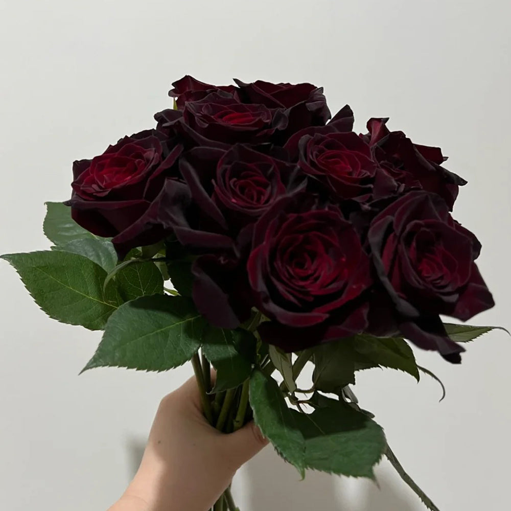 Black Baccara French Florist Shrub Rose