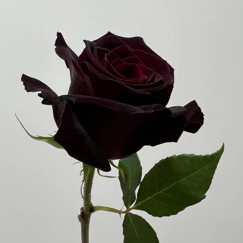 Black Baccara French Florist Shrub Rose