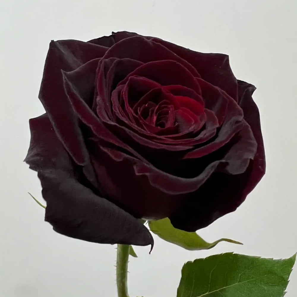 Black Baccara French Florist Shrub Rose