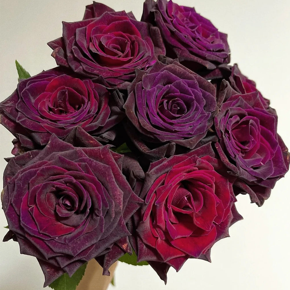 Black Baccara French Florist Shrub Rose