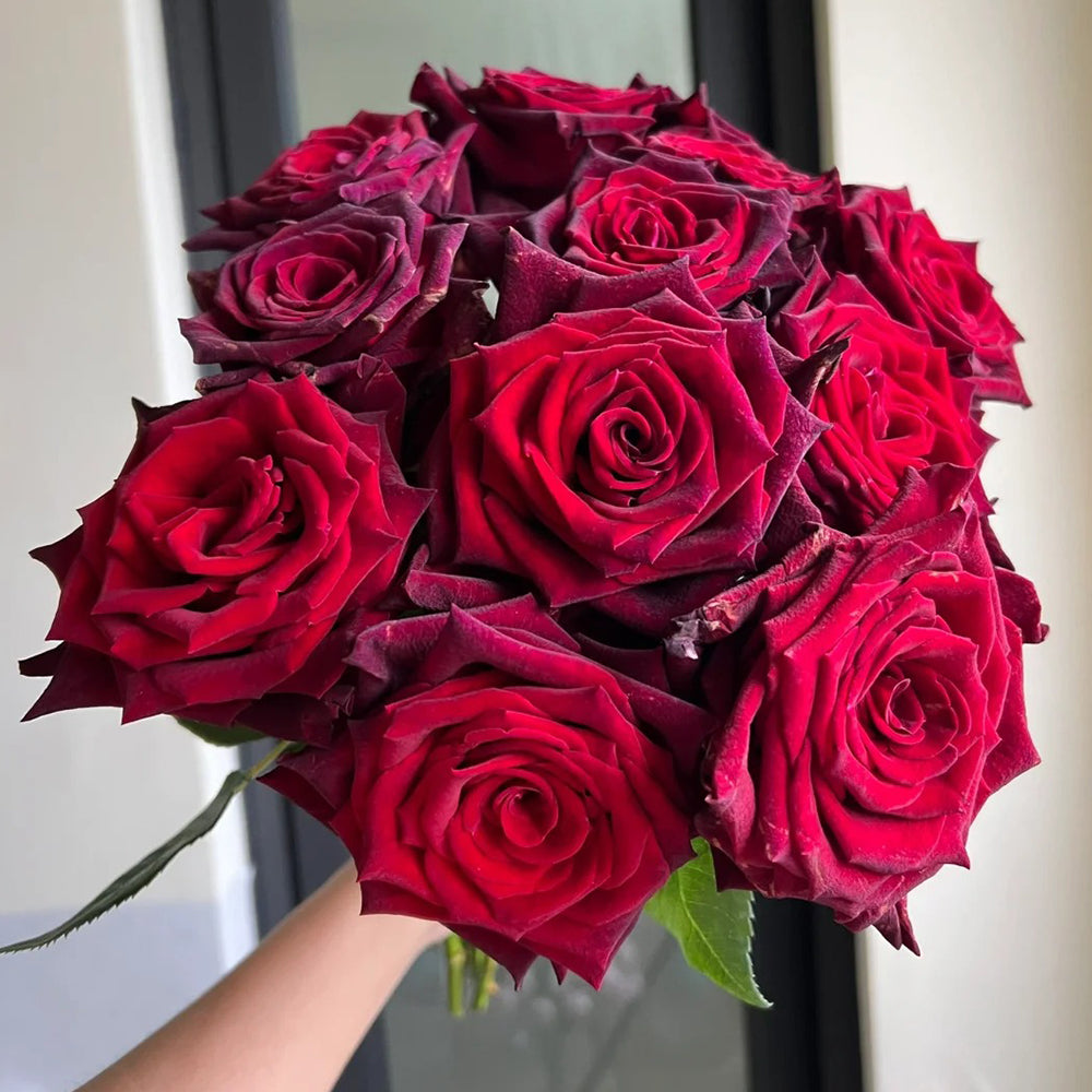 Black Baccara French Florist Shrub Rose
