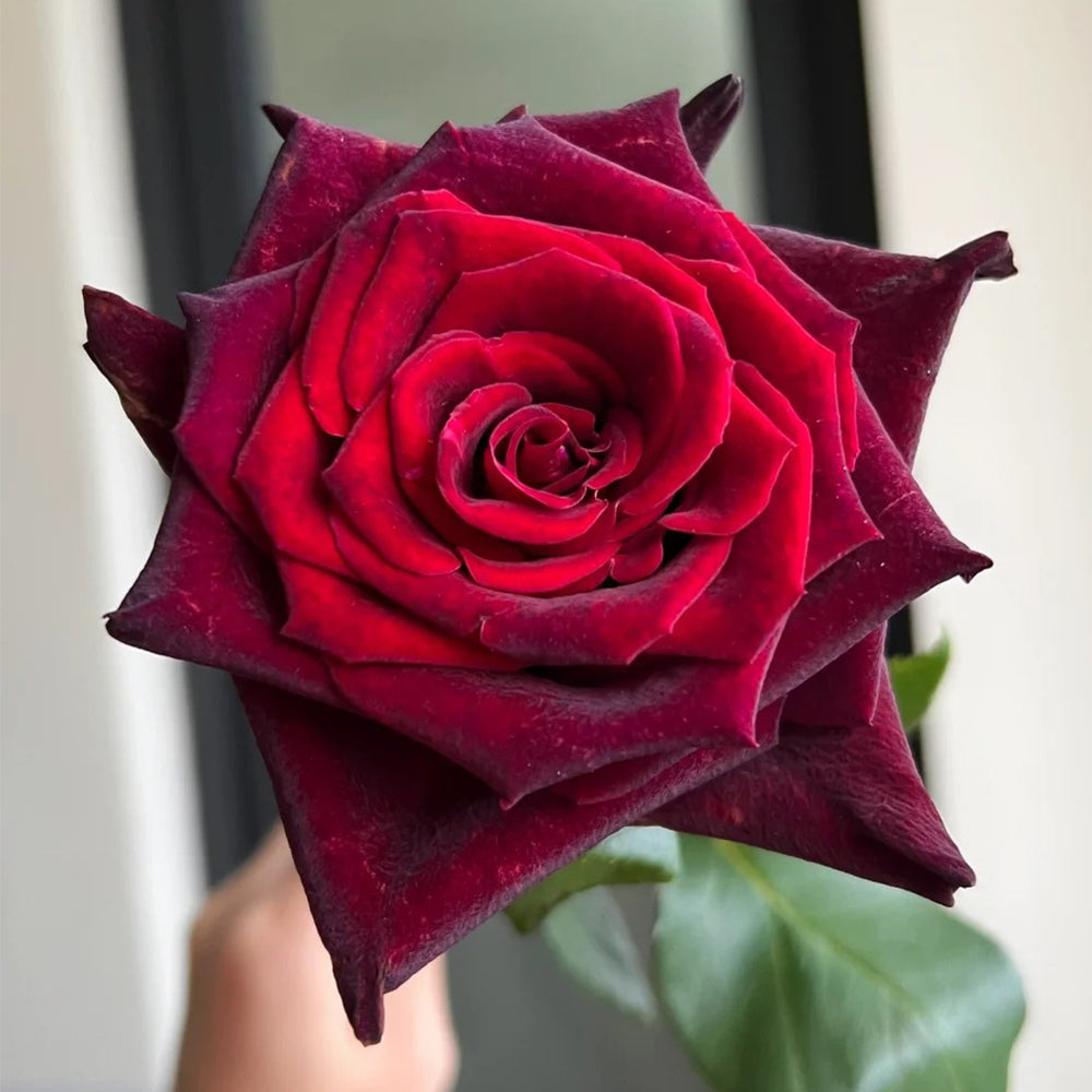Black Baccara French Florist Shrub Rose