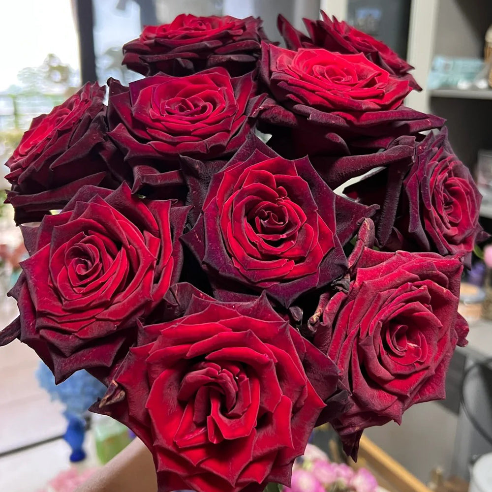 Black Baccara French Florist Shrub Rose