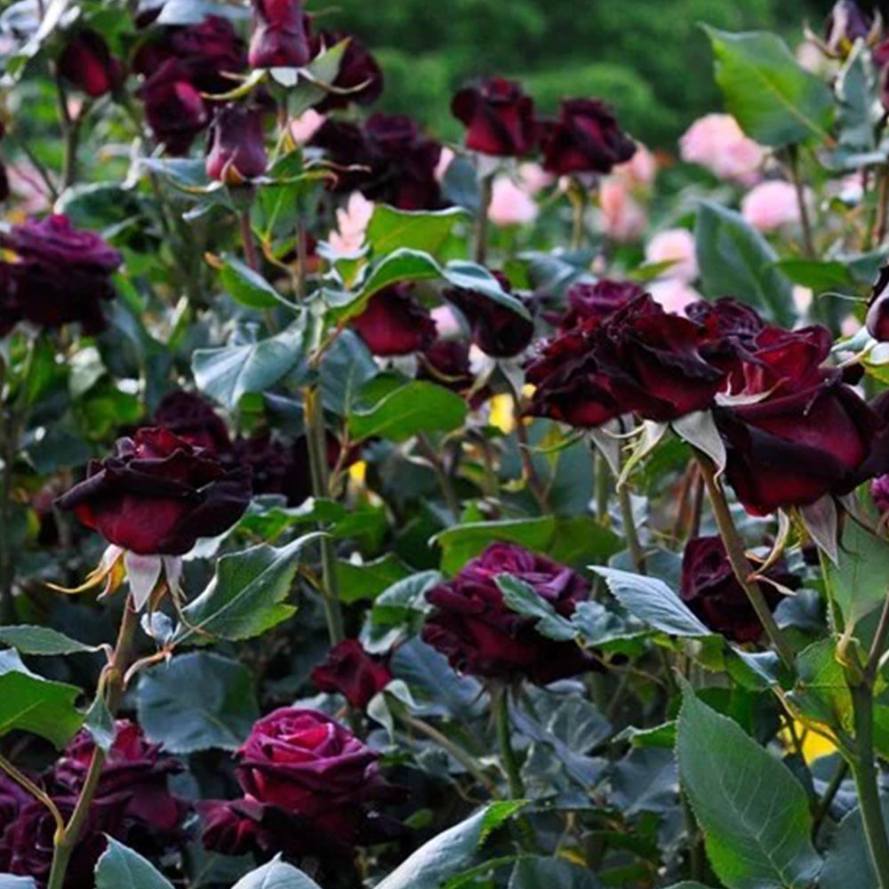 Black Baccara French Florist Shrub Rose
