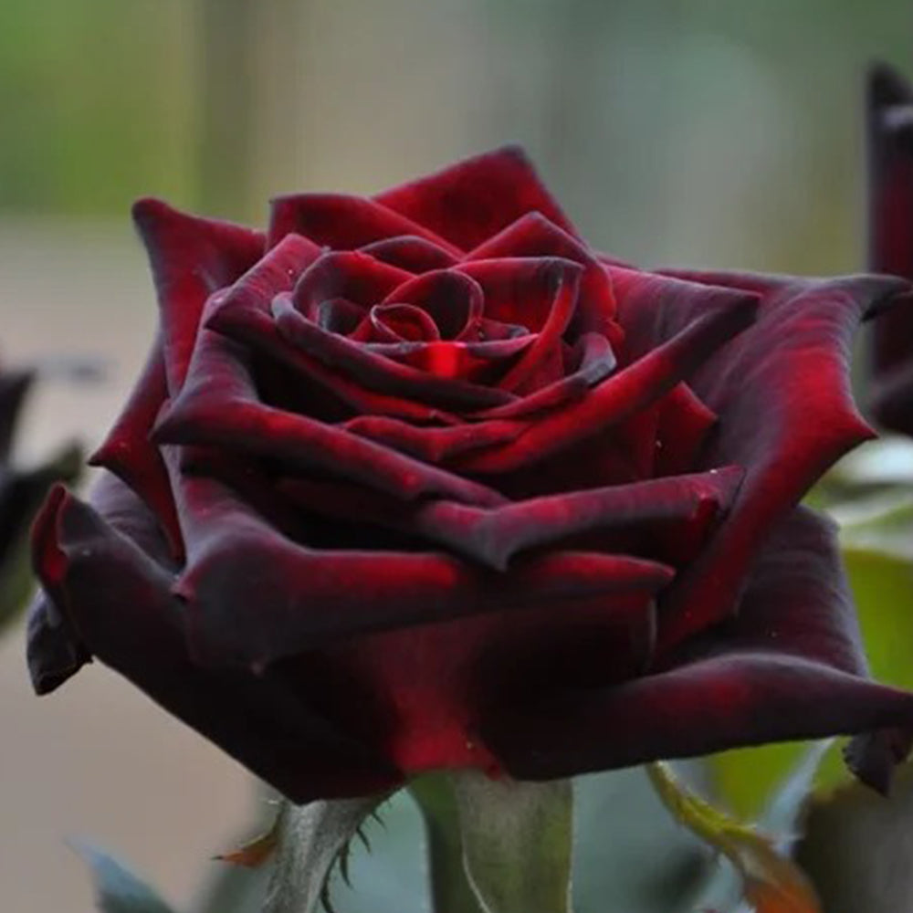 Black Baccara French Florist Shrub Rose