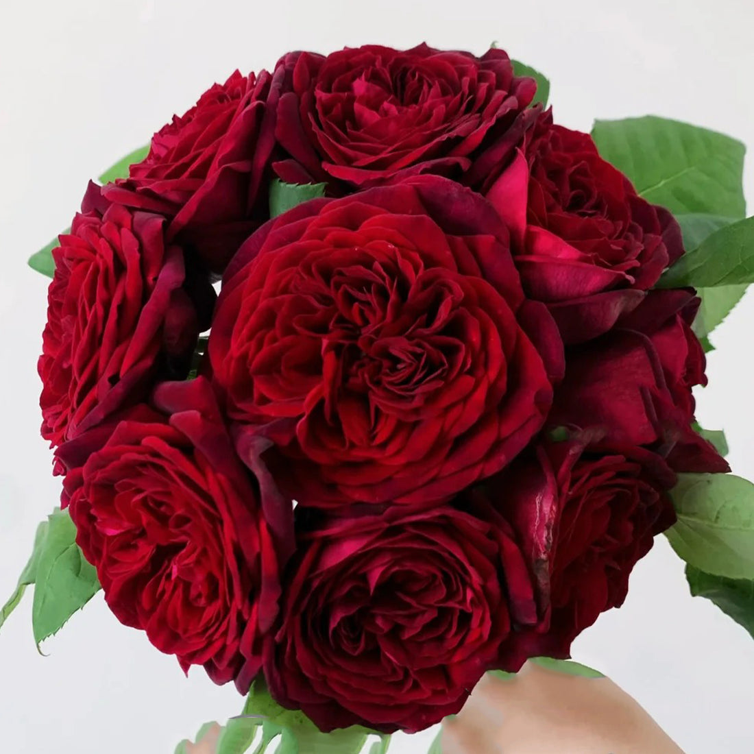 Black Caviar German Florist Shrub Rose