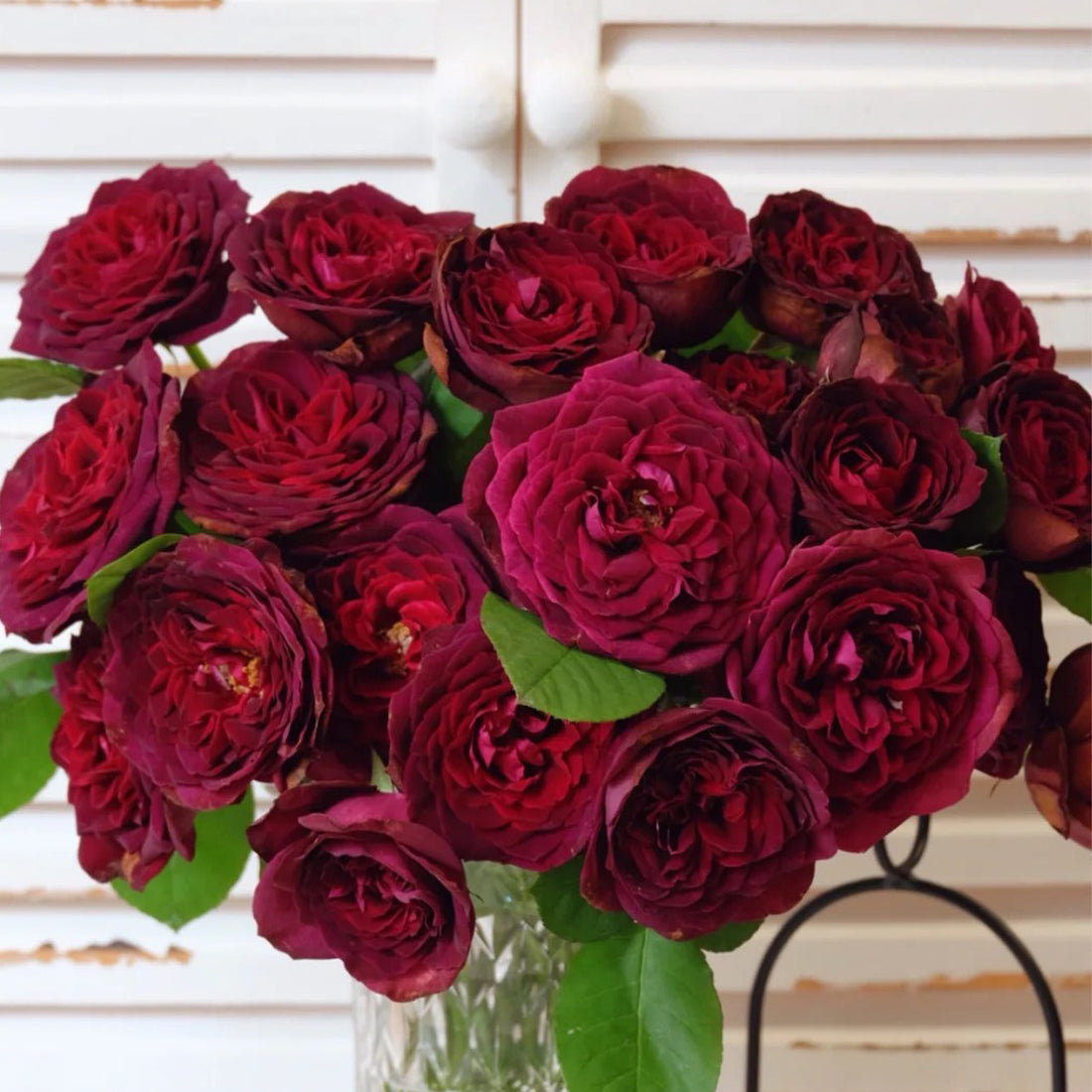 Black Caviar German Florist Shrub Rose