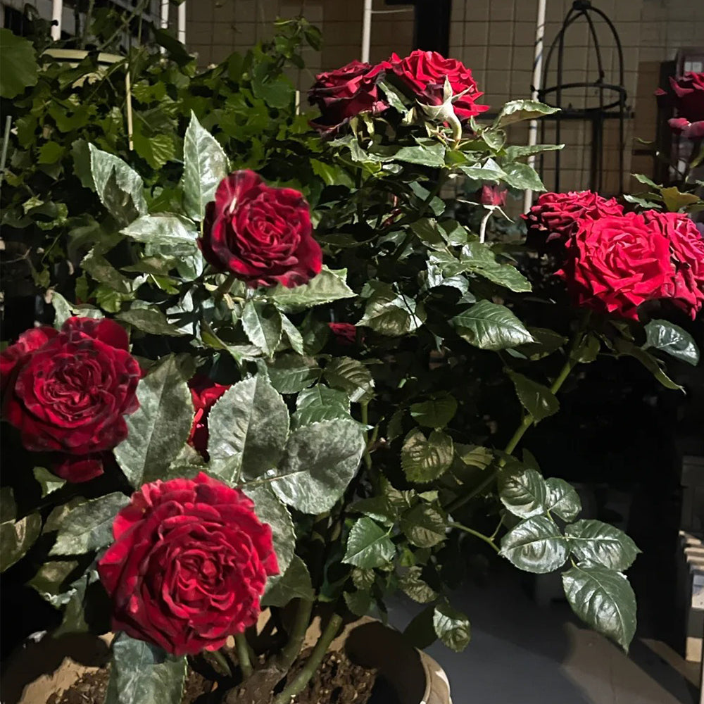 Black Gold French Florist Hybrid Tea Rose