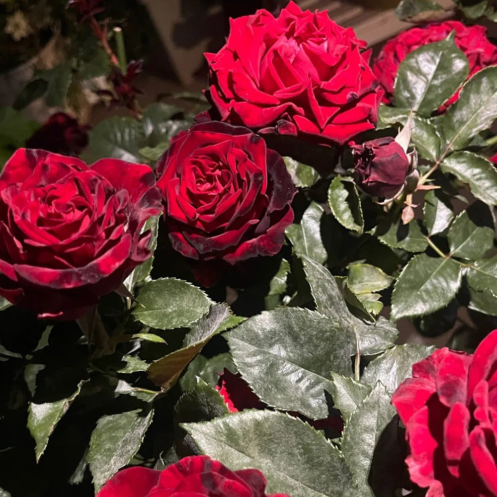 Black Gold French Florist Hybrid Tea Rose