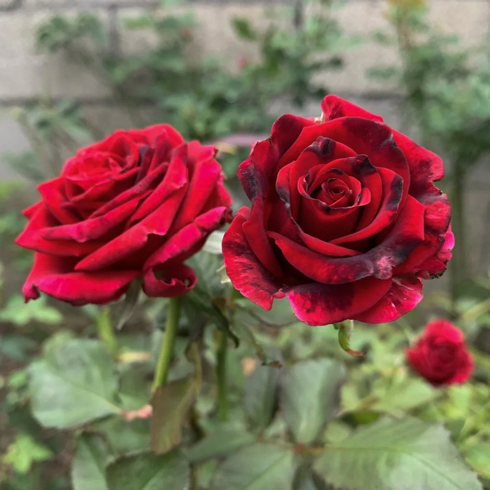 Black Gold French Florist Hybrid Tea Rose