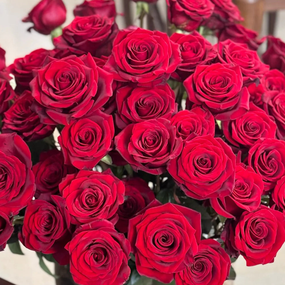 German Florist Hybrid Tea Rose Inspired by Black Magic