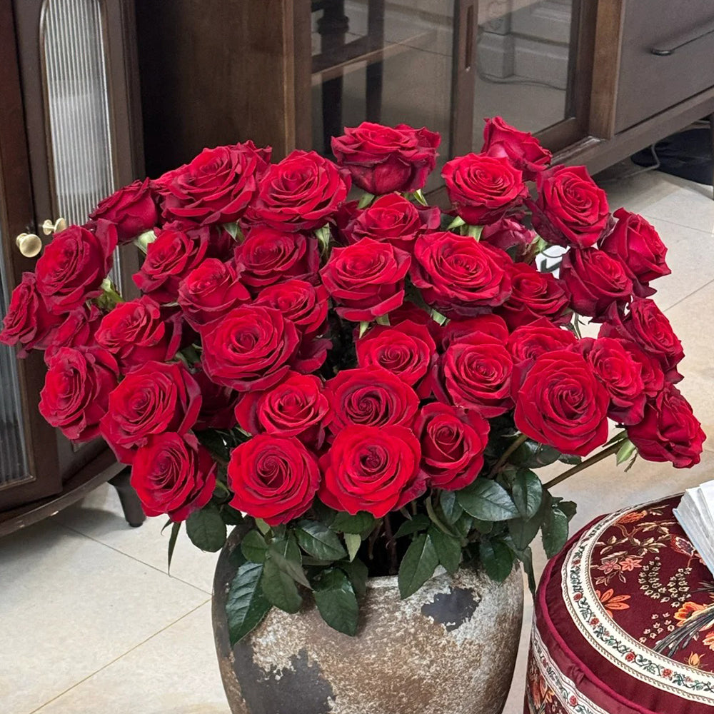 German Florist Hybrid Tea Rose Inspired by Black Magic