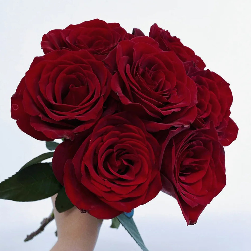 German Florist Hybrid Tea Rose Inspired by Black Magic
