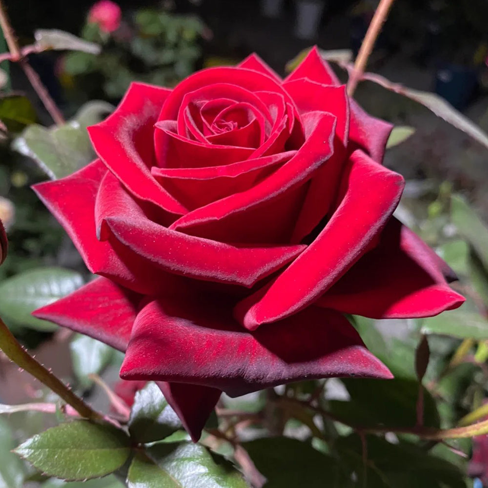 German Florist Hybrid Tea Rose Inspired by Black Magic