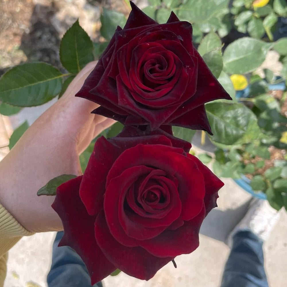 German Florist Hybrid Tea Rose Inspired by Black Magic