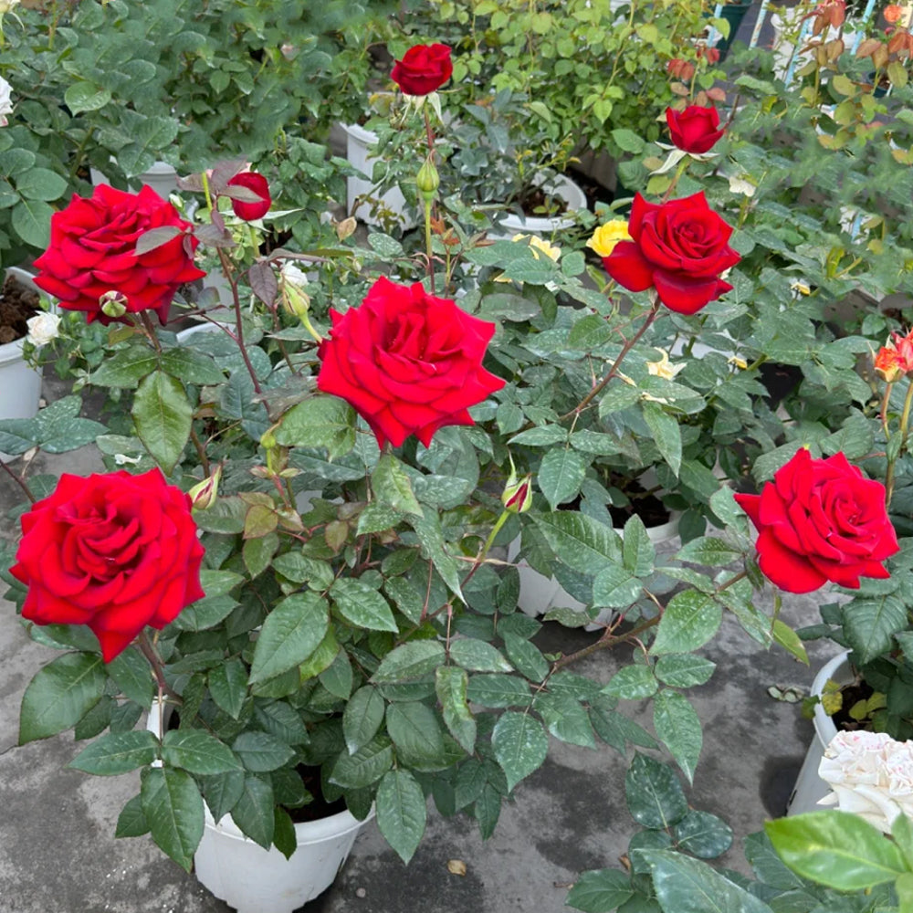German Florist Hybrid Tea Rose Inspired by Black Magic