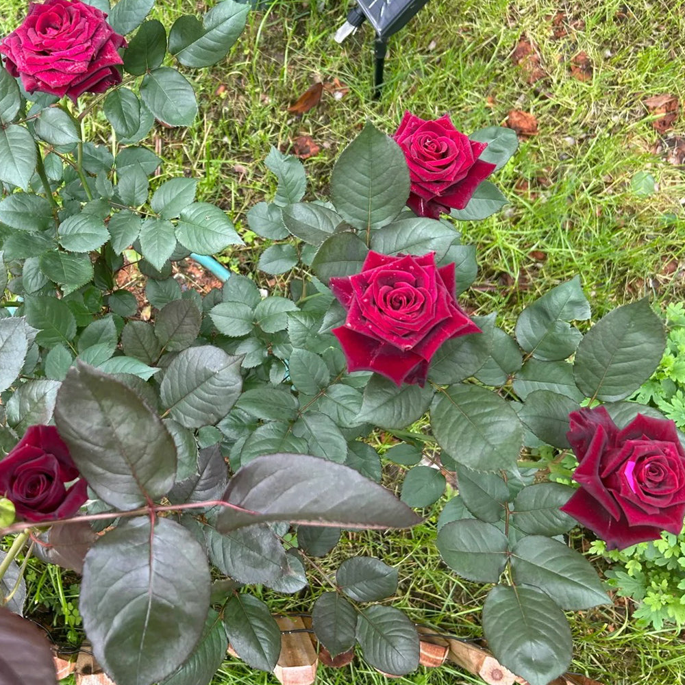 German Florist Hybrid Tea Rose Inspired by Black Magic