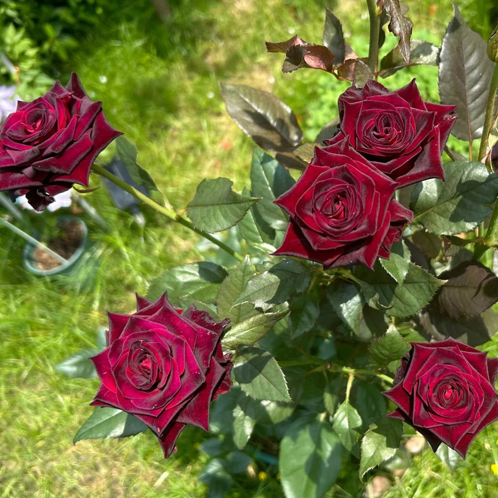 German Florist Hybrid Tea Rose Inspired by Black Magic