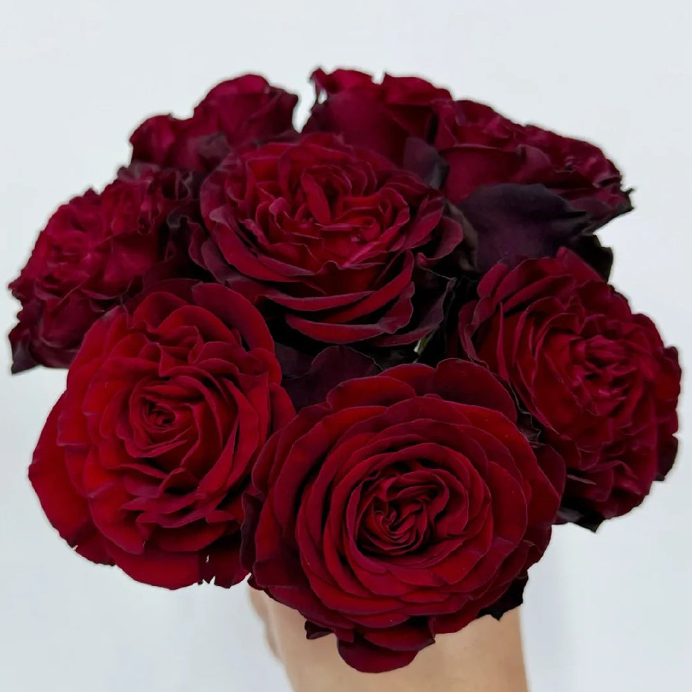 French Florist Shrub Rose Inspired by Black Pearl