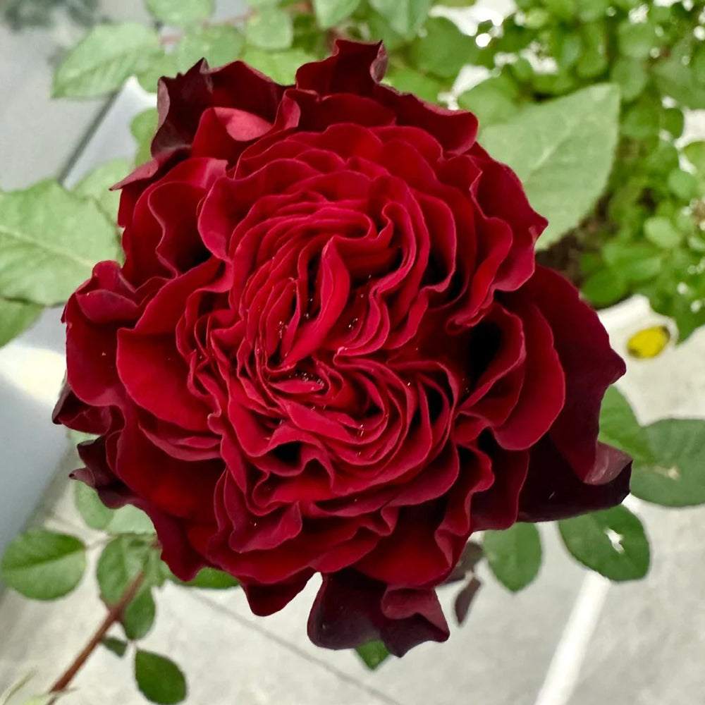 French Florist Shrub Rose Inspired by Black Pearl