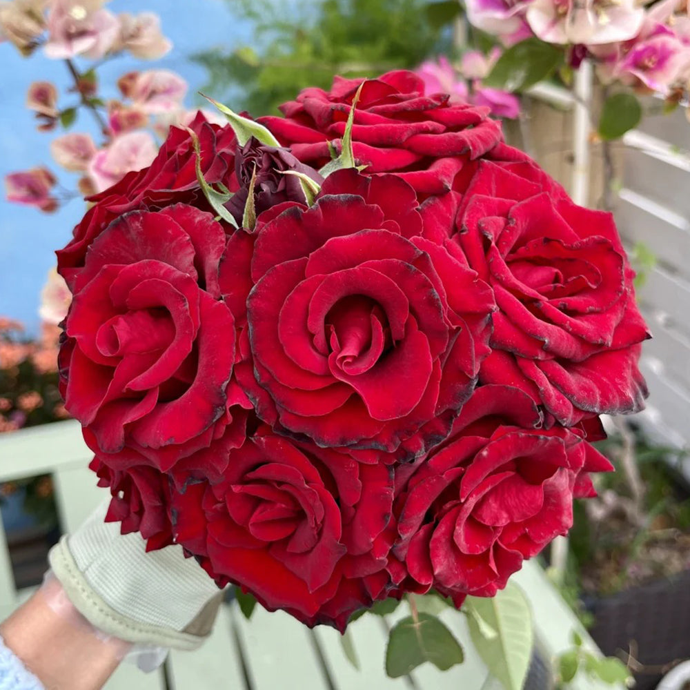French Florist Shrub Rose Inspired by Black Pearl