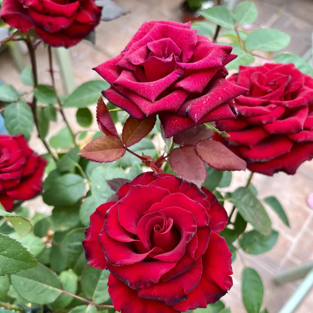 French Florist Shrub Rose Inspired by Black Pearl