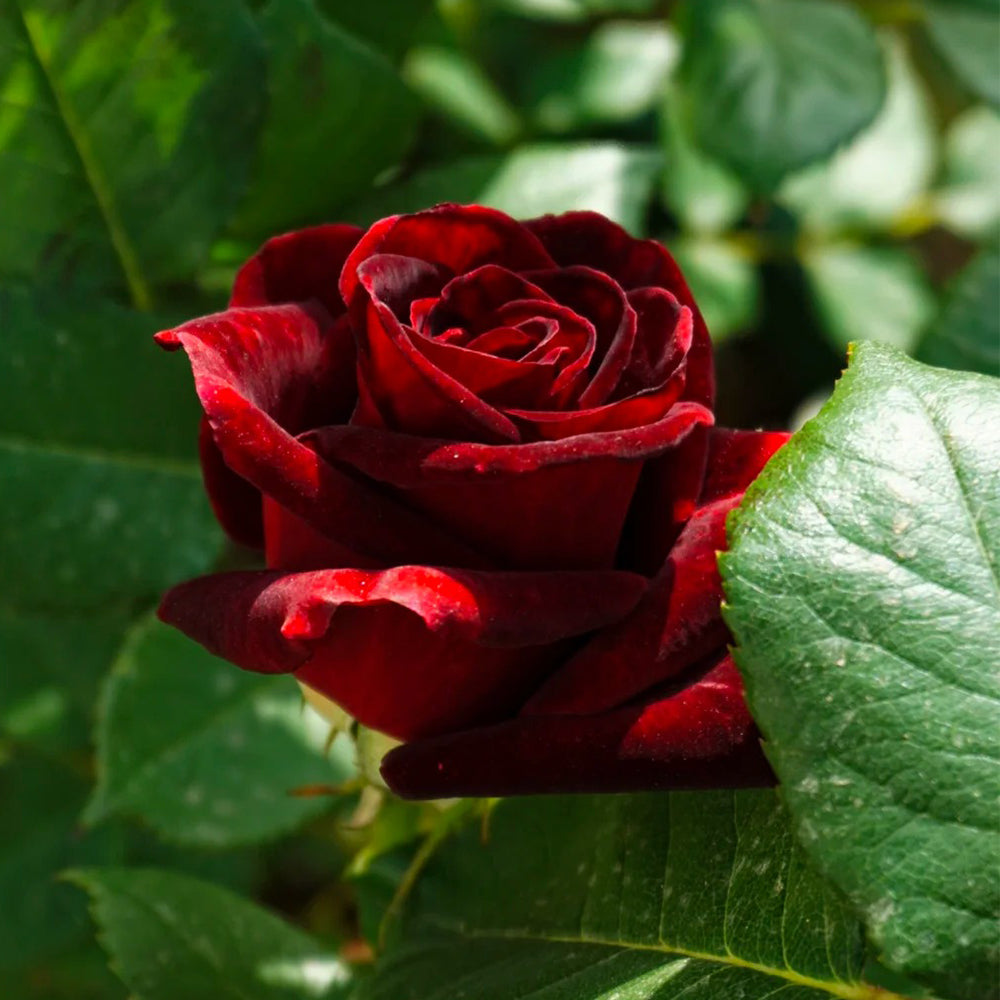 French Florist Shrub Rose Inspired by Black Pearl