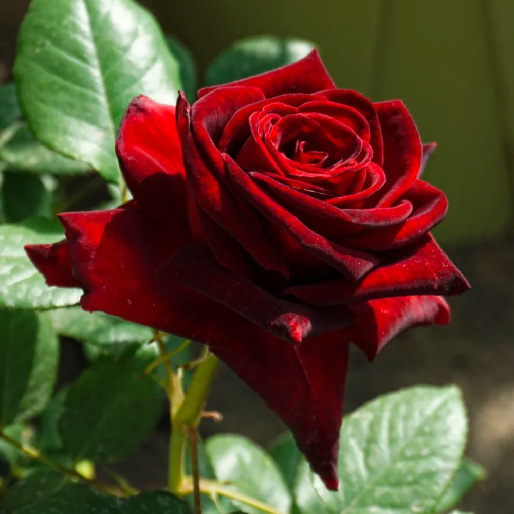 French Florist Shrub Rose Inspired by Black Pearl