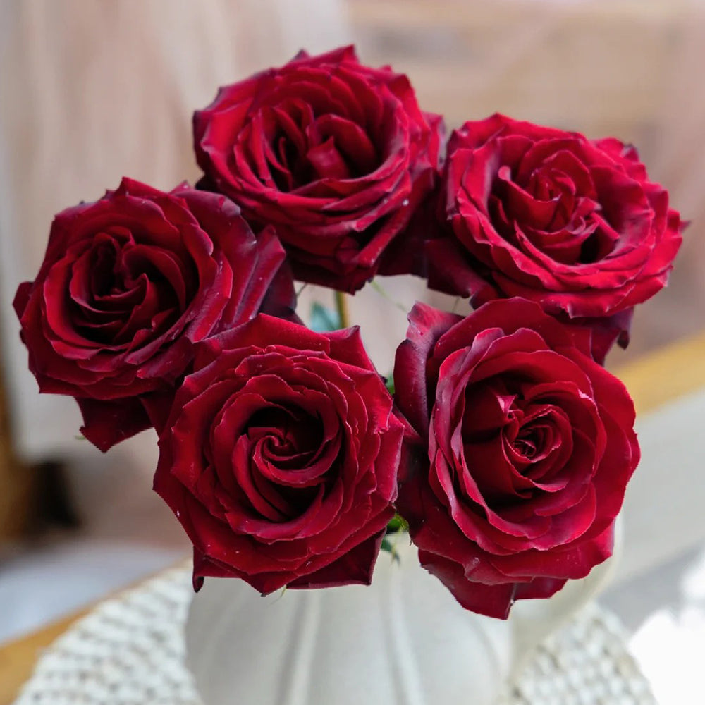 French Florist Shrub Rose Inspired by Black Pearl