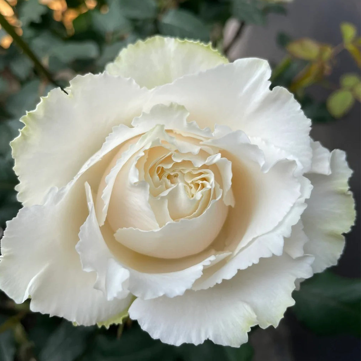 Blanche Neige Japanese Florist Shrub Rose